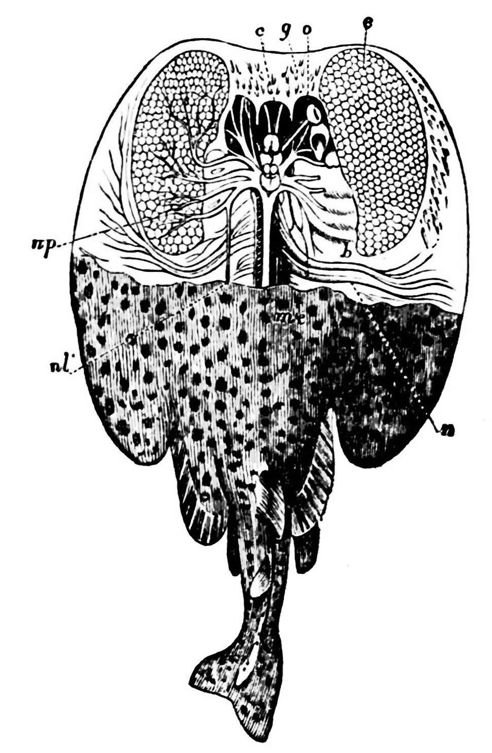 The torpedo ray with its electrical apparatus displayed